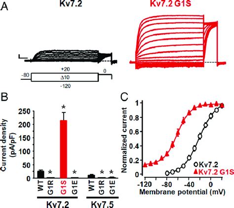 Functional Characterization Of Kv And Kv Channels Carrying