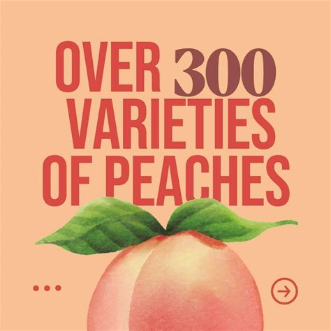 Peach Fun Facts Instagram Post Template 36067202 Template