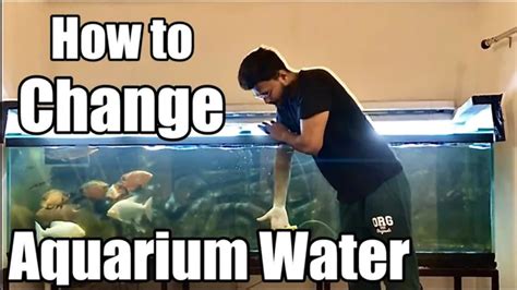 How To Clear Up The Aquarium Water Tips For Crystal Clear Water