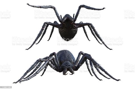 Set Of Giant Monster Spiders Isolated On White 3d Render Stock Photo ...