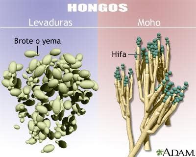 Levaduras y mohos MedlinePlus enciclopedia médica illustración