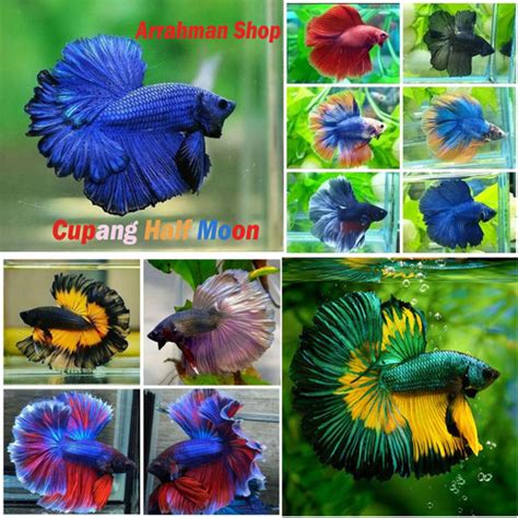 Jual Cupang Halfmoon Cupang Hm Ikan Cupang Rosetail Halfmon Betta