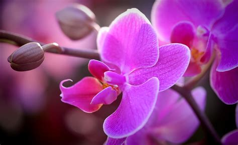 Orchid Flower: National Flower of Venezuela | National Flowers by Country