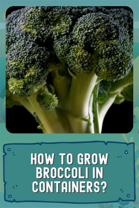 Growing Broccoli In Containers Artofit