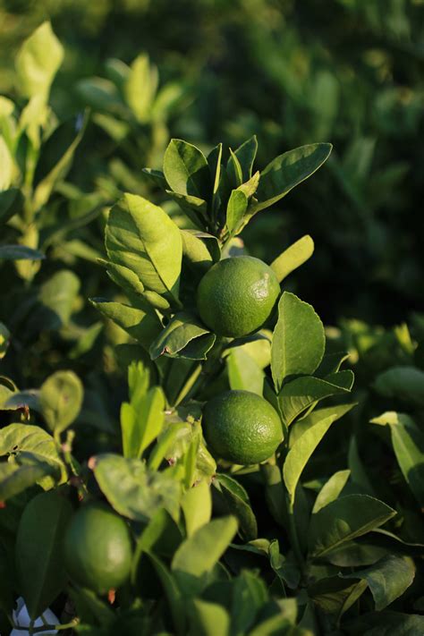 bearss vs mexican lime