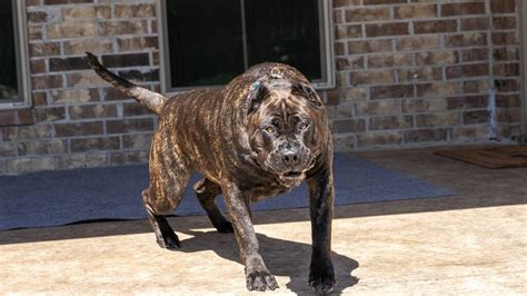 How To Select The Perfect Presa Canario Puppy From A Litter