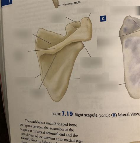 Appendicular Skeleton Scapula Posterior Diagram Quizlet