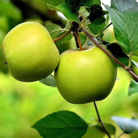 Achat fruitier à planter Pommiers Malus Green Sensation