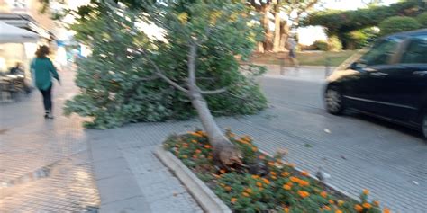 La caída de otro árbol en Cádiz pone en evidencia el estado de