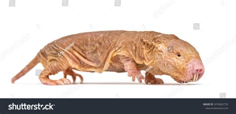 1 482 Naked Rat Images Stock Photos Vectors Shutterstock