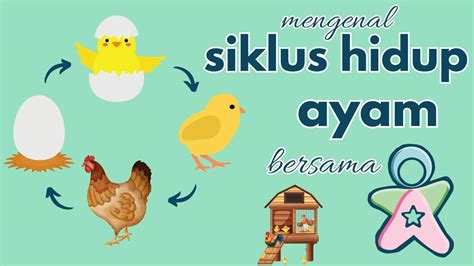 Siklus Hidup Ayam - Life Cycle of Chicken | Vidio