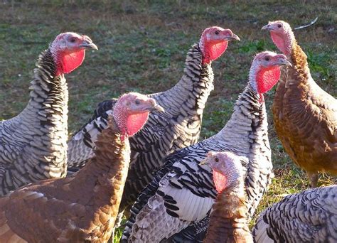 An Effort To Preserve Heritage Turkey Breeds | St. Louis Public Radio