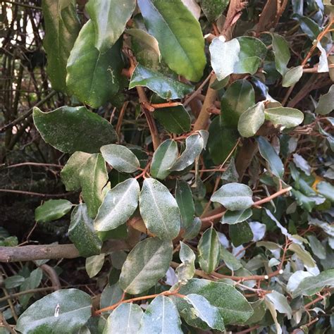 Elaeagnus X Submacrophylla Limelight Syn Elaeagnus X Ebbingei