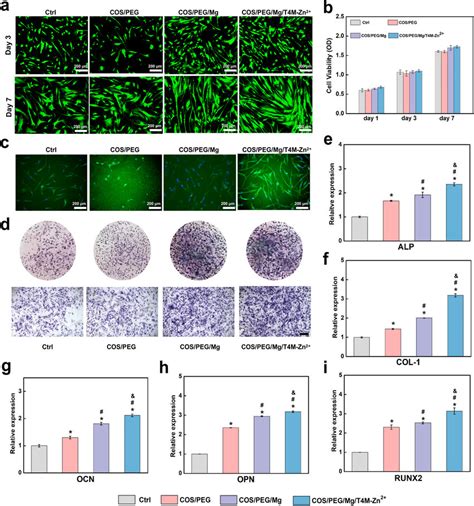 Effect Of The Hydrogels On Cell Morphology Proliferation And