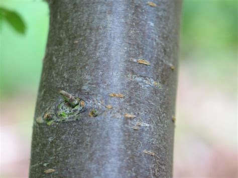 Blackthorn (Prunus spinosa) | How To Identify | A Guide From TCV