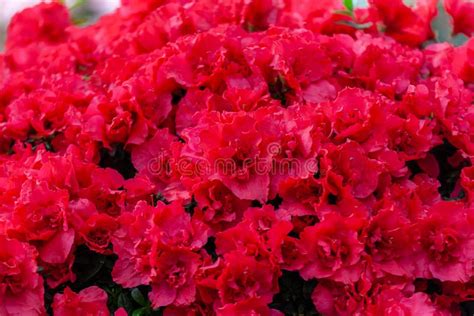 Flores Rojas Hermosas De La Azalea Foto De Archivo Imagen De Azalea