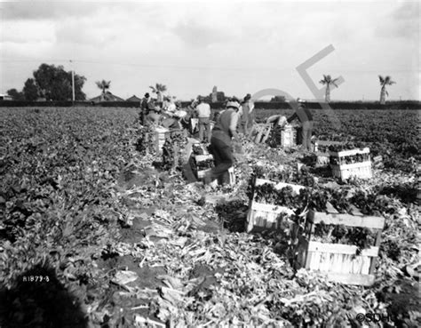 Celery - harvesting - Chula Vista - c. 1930 - San Diego History Center