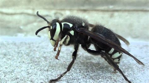 Alaska Bush Life, Off-Road, Off-Grid: Bees and Wasps: Hives, Stings ...