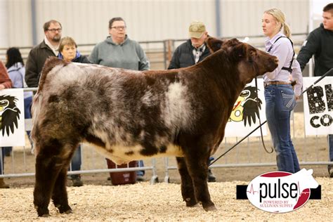 Sioux Empire Livestock Show Prospect Shorthorn Steers The Pulse