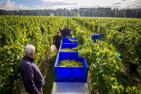 Five steps to an effective grape harvest - Vineyard Magazine