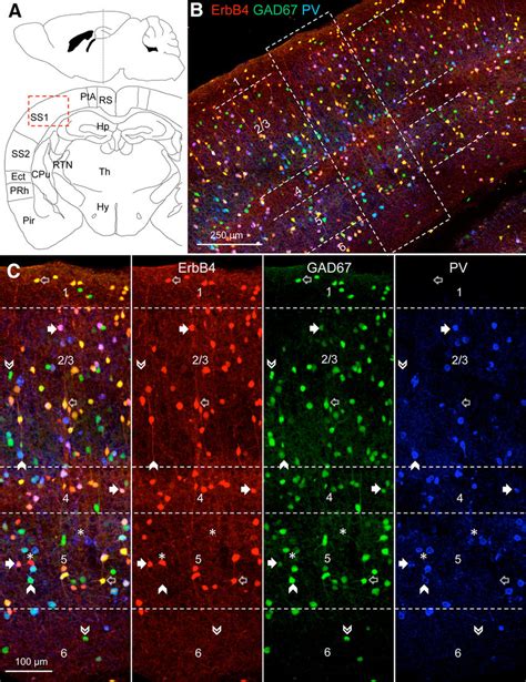 Erbb4 Positive Cells In Cortex Are Enriched In Layer 2 3 Are Gabaergic