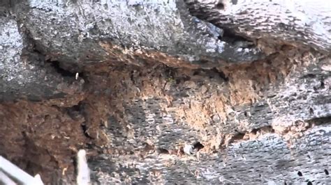 Wasps In A Tree Stump Youtube