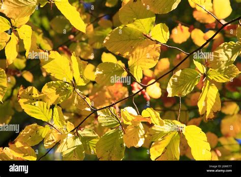 Yellow Coloured Beech Foliage Yellow Coloured Beech Tree Gelb Verf‚Ä