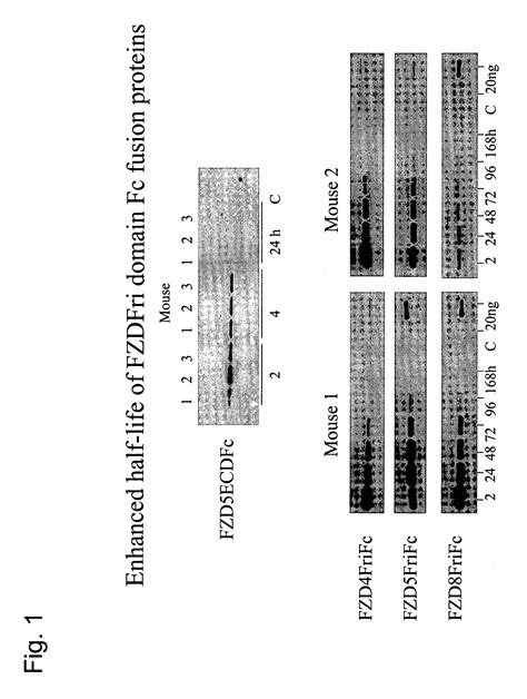 Compositions And Methods For Inhibiting Wnt Dependent Solid Tumor Cell