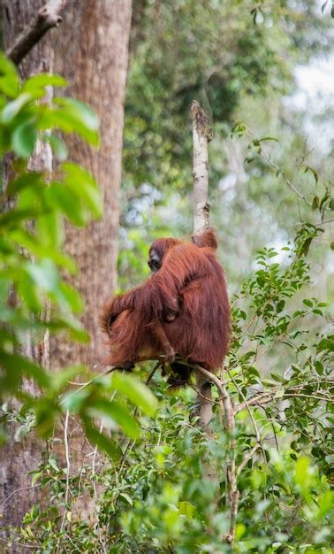 Hembra Del Orangut N Con Un Beb En Un Rbol Indonesia La Isla De