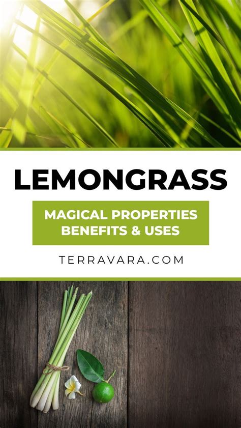 Lemongrass Magical Properties Lemon Grass Benefits Plant Benefits