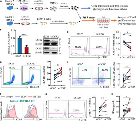 Myeloid Intrinsic Cell Cycle Related Kinase Drives Immunosuppression To