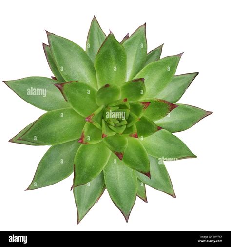 Plantas Suculentas Echeveria aislado sobre fondo blanco Fotografía de