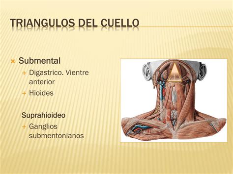 Solution Ppt Miolog A Tri Ngulos Del Cuello Y Torax Studypool