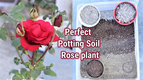 Perfect Potting Soil For Rose Plant Best Potting Mix For Roses Youtube