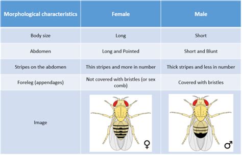 Drosophila General Information And Methods For Experiments Conduct