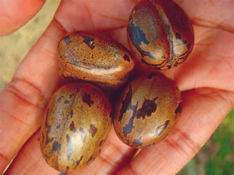 Adu Biji Buah Karet Para Permainan Tradisional Kampar Riau Ukur