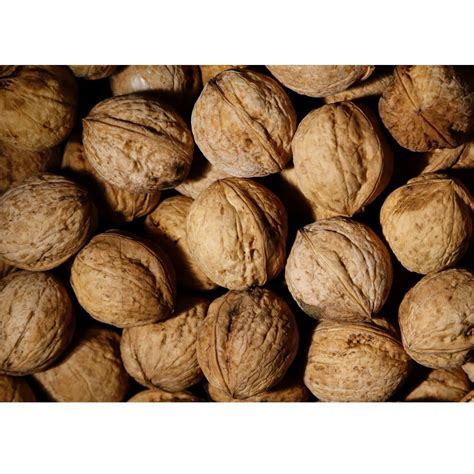 Kashmiri Walnut Shell Packaging Type Loose At 300 Kg In Pampora