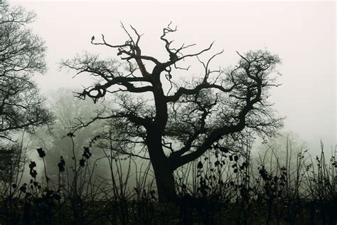 Spooky Tree Free Photo Download Freeimages