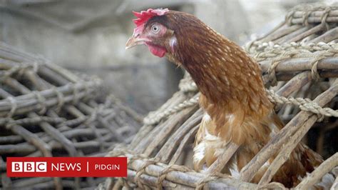 Bird Flu Outbreak In Delta State We Don Lose Over 500 000 Birds Poultry Farmers Bbc News Pidgin