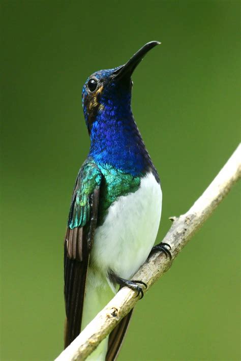 White Necked Jacobin White Necked Jacobin Hummingbird Tri Dave