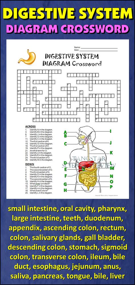 Digestive System Crossword Puzzle