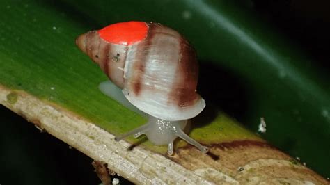 Scientists Reintroduce Polynesian Snails Biggest Extinct In The