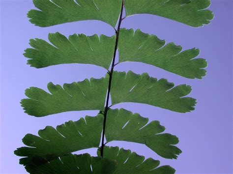 Adiantum pedatum (Pteridaceae) image 7404 at