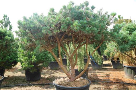 Pinus Sylvestris Watereri