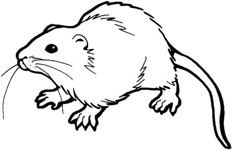 rat clipart - Clip Art Library