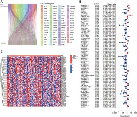 Frontiers Construction Of A Cancer Associated Fibroblasts Related