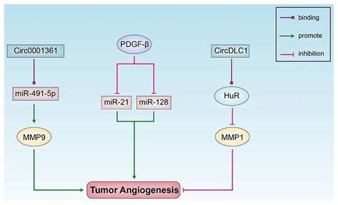 Vascular Endothelial Growth Factor Independent Regulation Of Tumor