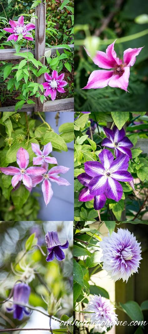 Clematis Care The Ultimate Guide To Planting Growing And Pruning