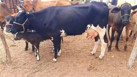 Feira Do Gado Na Cidade De Ibiapina Cear Dia Tem Vaca