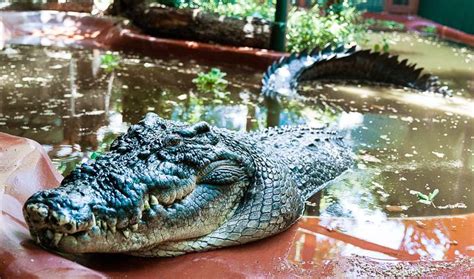 El Cocodrilo Cassius Recupera El Trono Como El M S Largo Del Mundo